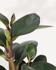 Peperomia Red Margin | Buy Online