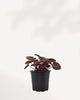 Peperomia Red Ripple Luna | Buy Online Pro Tip and Care Guide - Delivery from Toronto across Canada - Mygreenscape