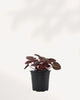 Peperomia Red Ripple Luna with burgundy rippled leaves