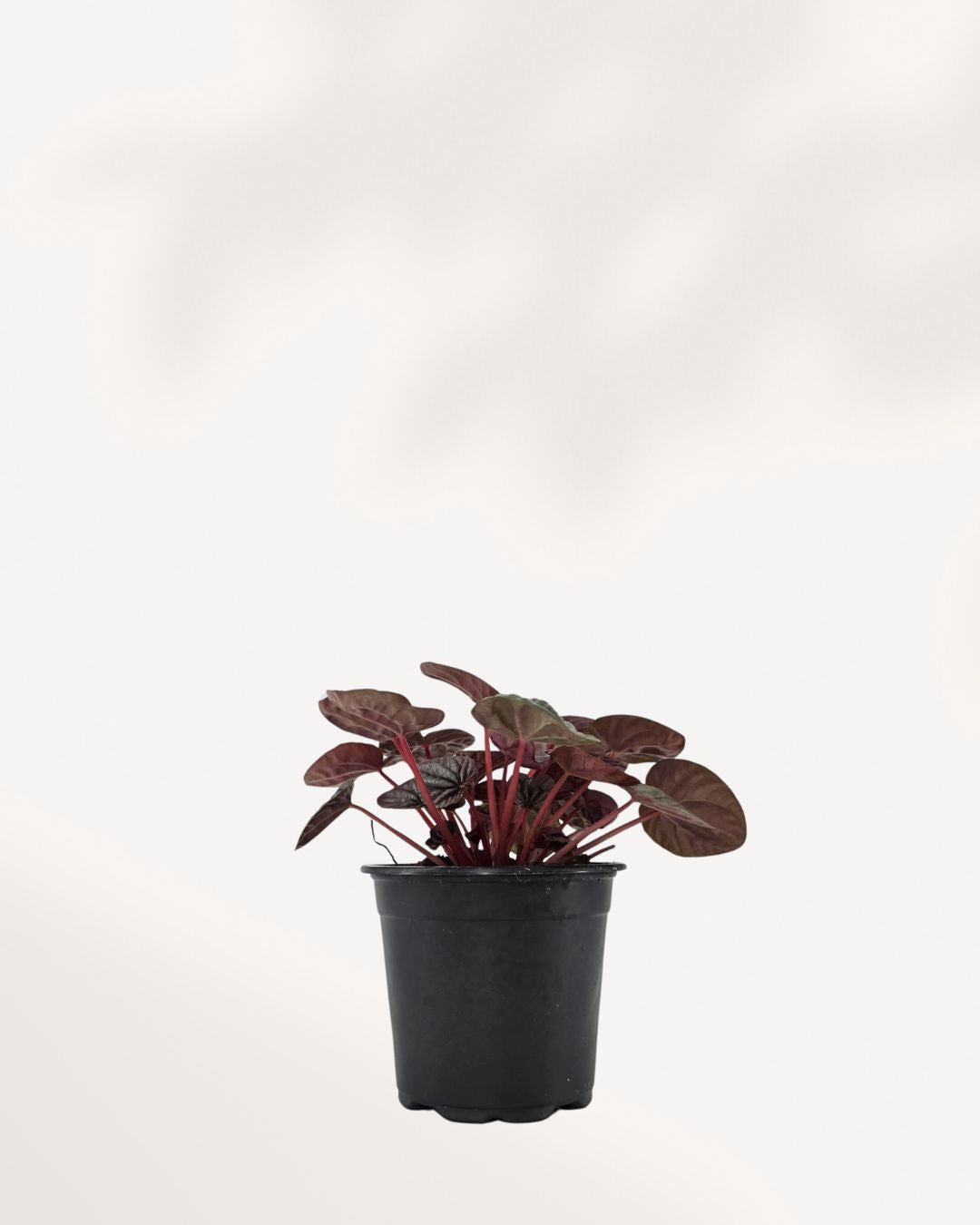 Peperomia Red Ripple Luna with burgundy rippled leaves