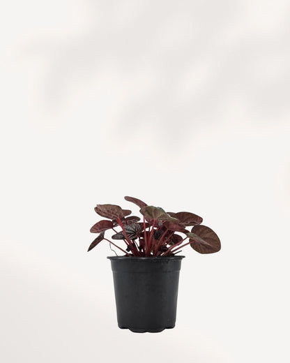 Peperomia Red Ripple Luna with burgundy rippled leaves