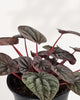 Peperomia Red Ripple Luna | Buy Online Pro Tip and Care Guide - Delivery from Toronto across Canada - Mygreenscape