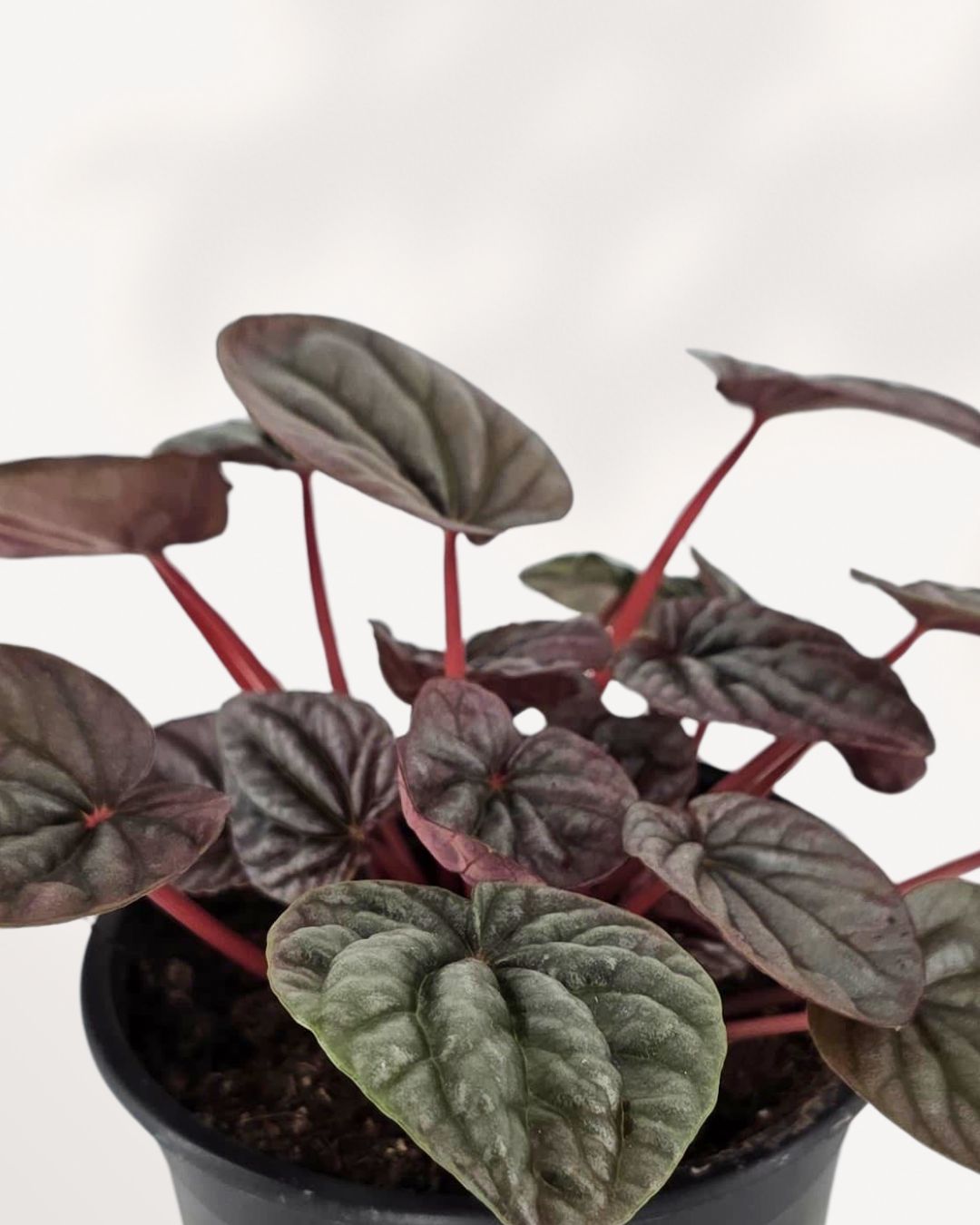 Peperomia Red Ripple Luna | Buy Online Pro Tip and Care Guide - Delivery from Toronto across Canada - Mygreenscape