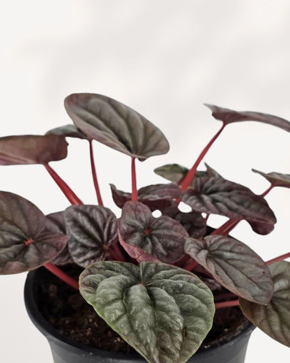 Peperomia Red Ripple Luna | Buy Online Pro Tip and Care Guide - Delivery from Toronto across Canada - Mygreenscape