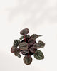 Peperomia Red Ripple Luna | Buy Online Pro Tip and Care Guide - Delivery from Toronto across Canada - Mygreenscape