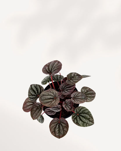 Peperomia Red Ripple Luna | Buy Online Pro Tip and Care Guide - Delivery from Toronto across Canada - Mygreenscape