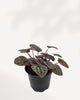 Peperomia Red Ripple Luna | Buy Online Pro Tip and Care Guide - Delivery from Toronto across Canada - Mygreenscape