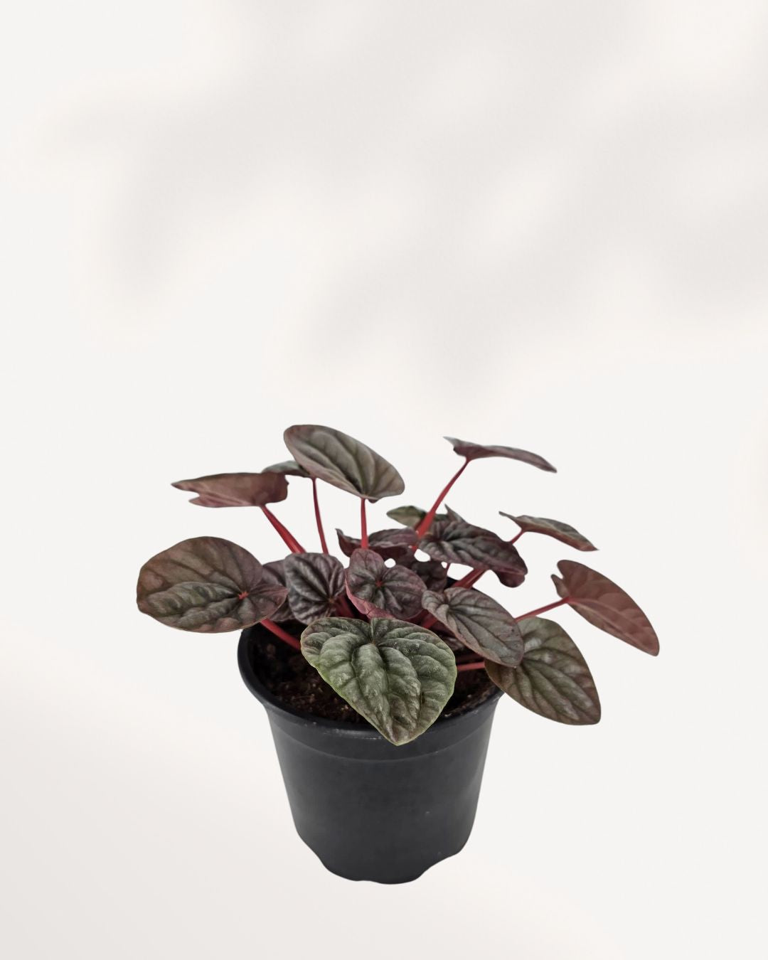 Peperomia Red Ripple Luna | Buy Online Pro Tip and Care Guide - Delivery from Toronto across Canada - Mygreenscape