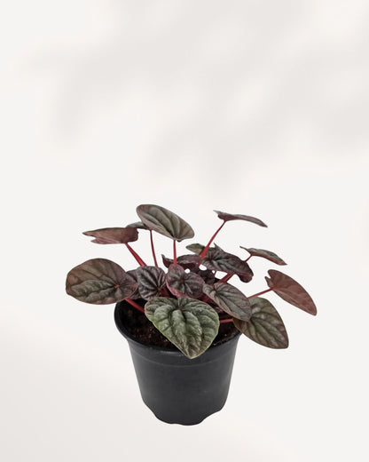 Peperomia Red Ripple Luna | Buy Online Pro Tip and Care Guide - Delivery from Toronto across Canada - Mygreenscape
