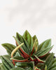 Peperomia Rosso