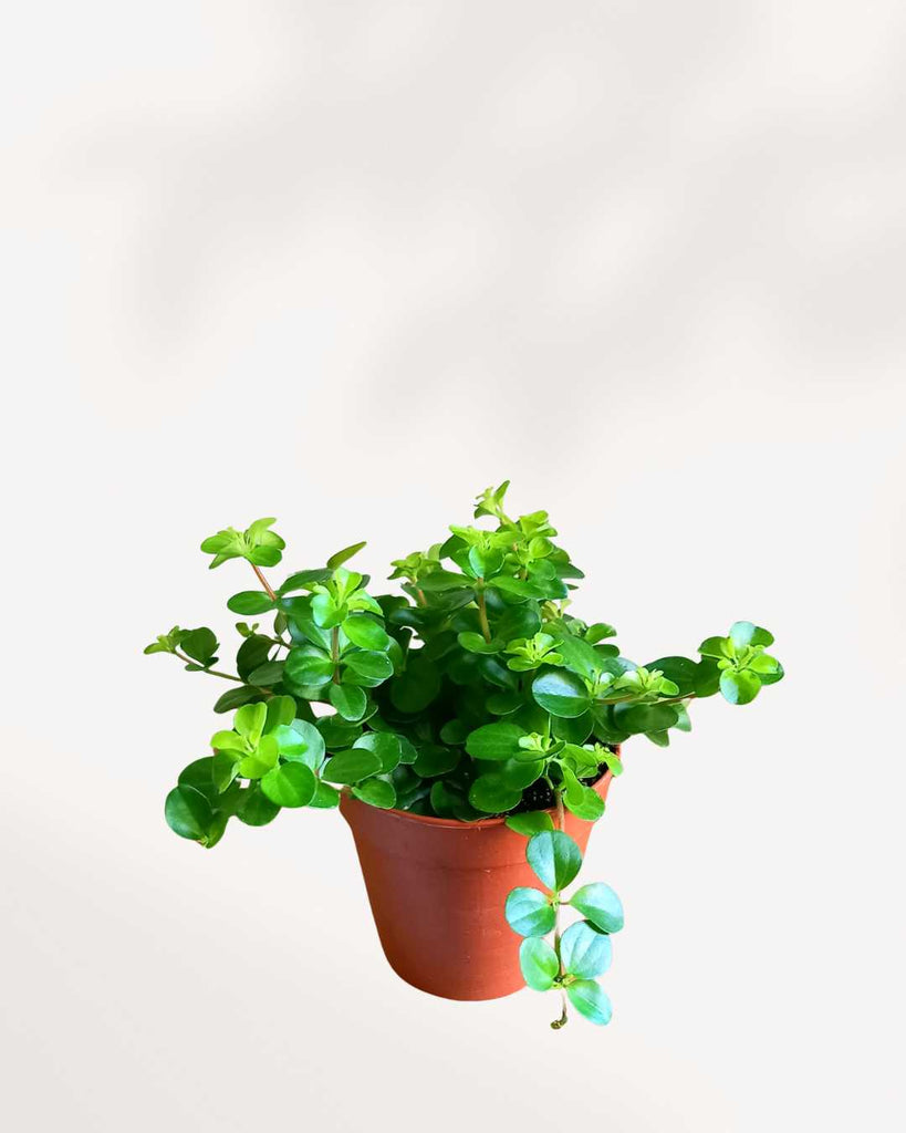 Peperomia Rotundifolia 3.5" Pot - Small