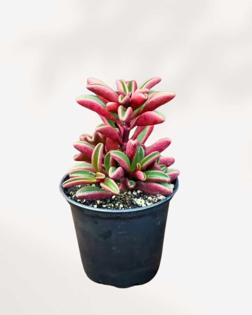 Peperomia Ruby Glow - Peperomia Graveolens 3.5" Pot - Small