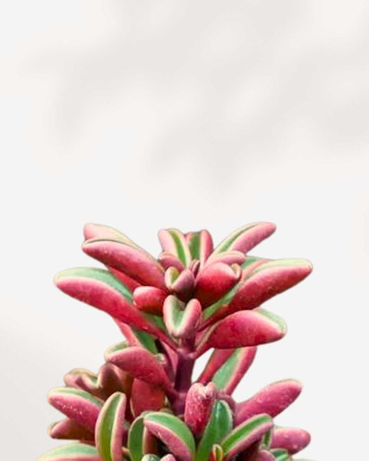 Peperomia Ruby Glow | Buy Online