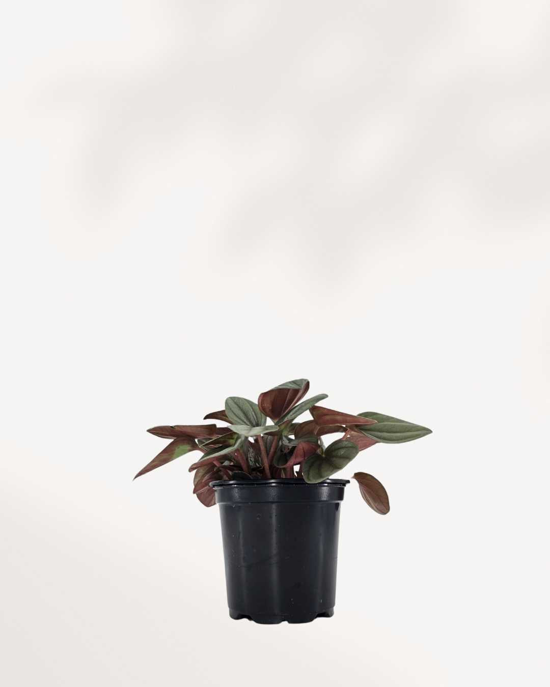 Peperomia Santorini | Buy Online