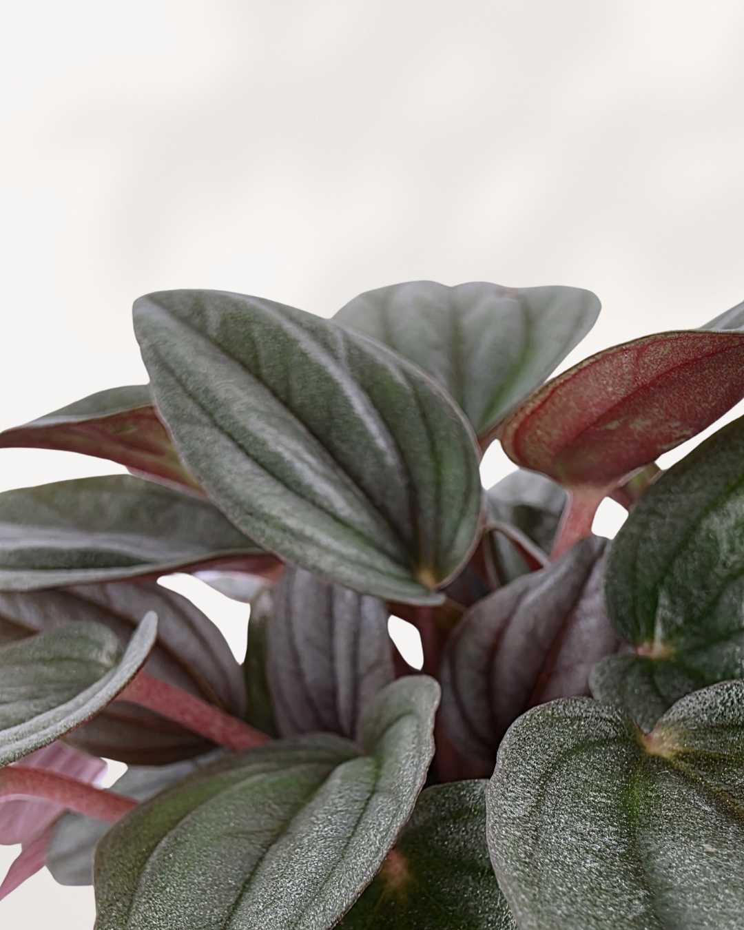 Peperomia Santorini | Buy Online