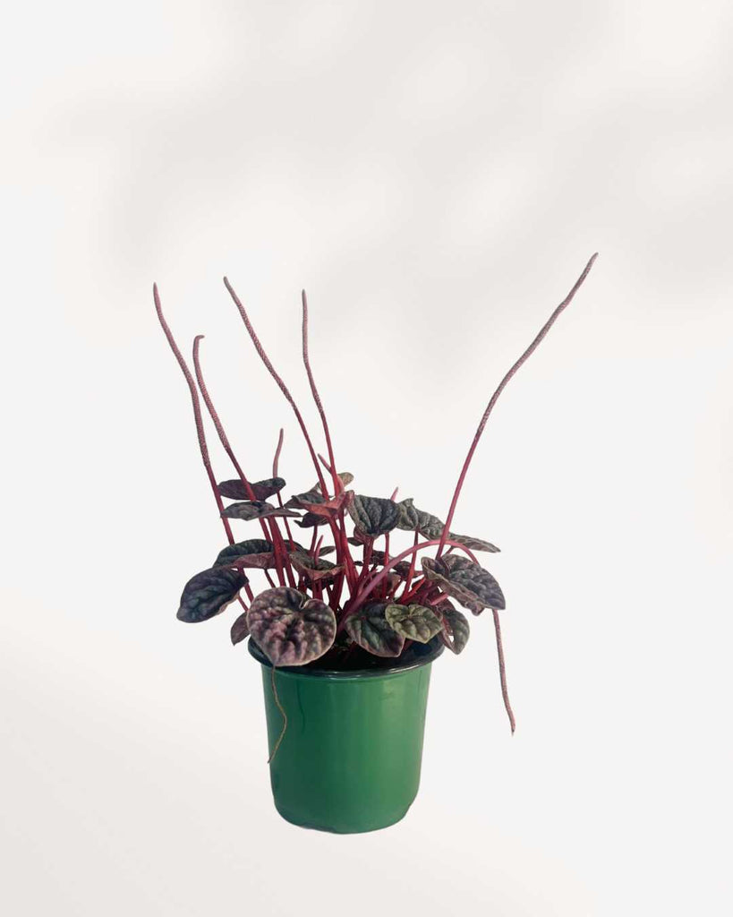 Peperomia Schumi Red 3.5" Pot - Small