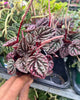 Peperomia Schumi Red