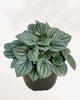 Peperomia Silver Frost 4" Pot - Small