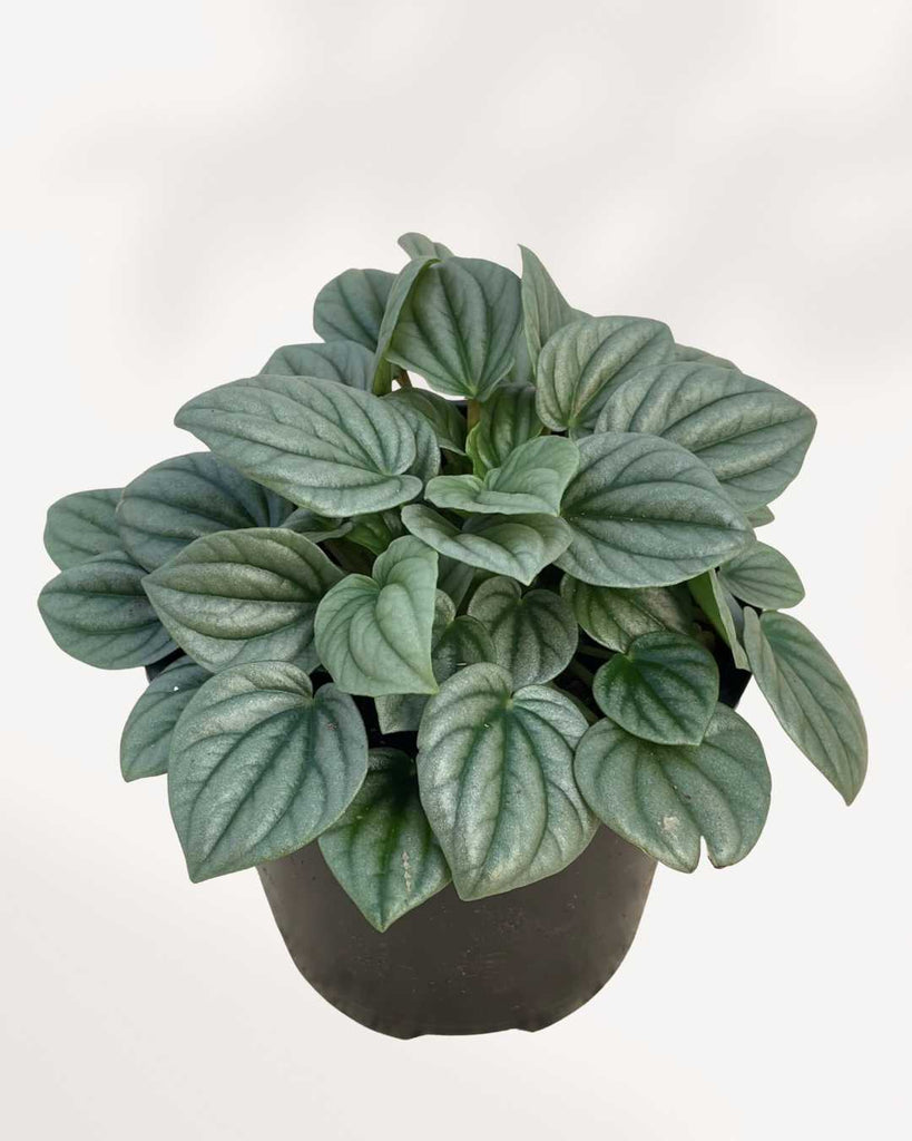 Peperomia Silver Frost 4" Pot - Small