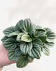 Peperomia Silver Frost