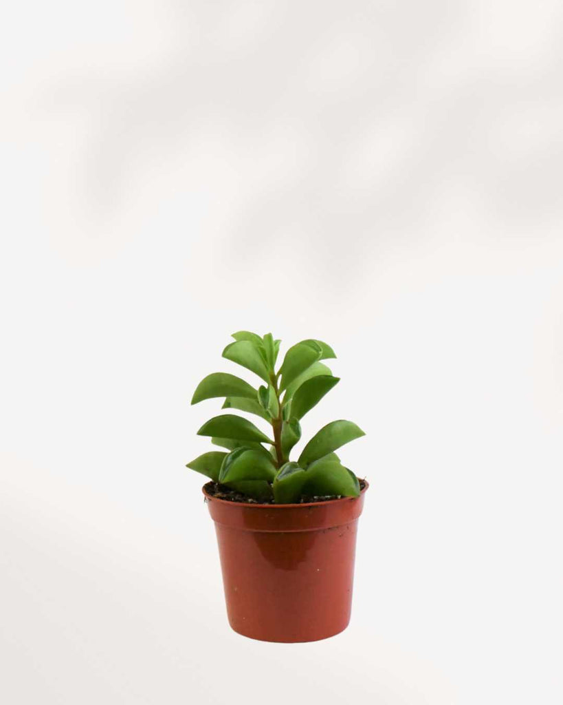 Peperomia Taco Leaf 2.5" Pot - Small