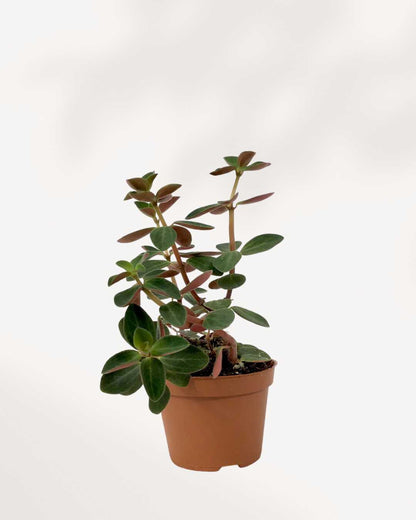 Peperomia Verticillata | Buy Online