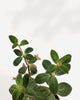 Peperomia Verticillata