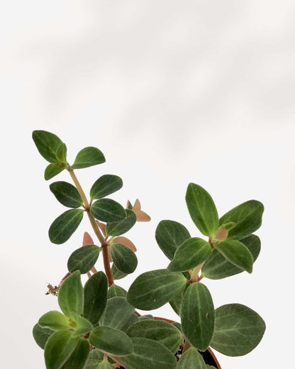 Peperomia Verticillata | Buy Online