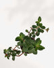 Peperomia Verticillata