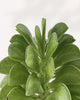 Peperomia Ferreyrae ‘Fire Sparks’ | Buy Online