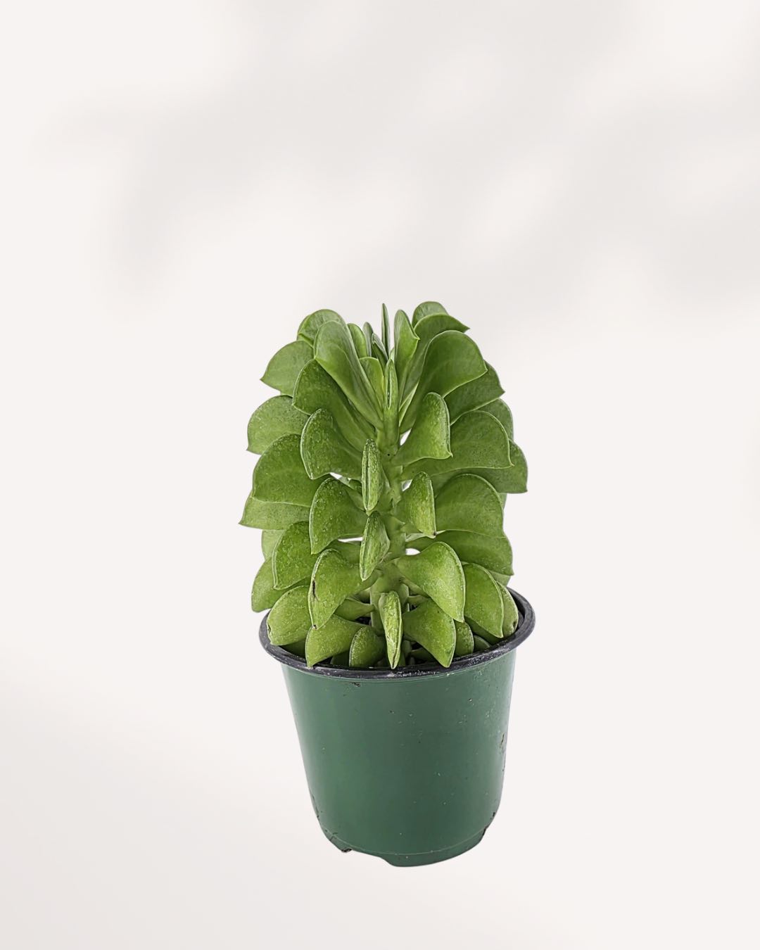 Peperomia Ferreyrae ‘Fire Sparks’ | Buy Online