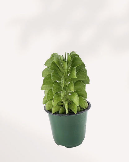 Peperomia Ferreyrae ‘Fire Sparks’ | Buy Online