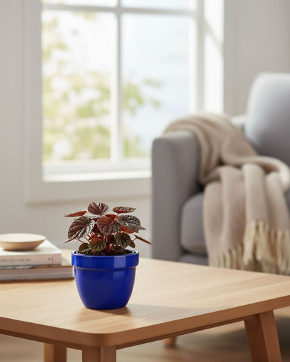 Peperomia Red Ripple Luna | Buy Online Pro Tip and Care Guide - Delivery from Toronto across Canada - Mygreenscape