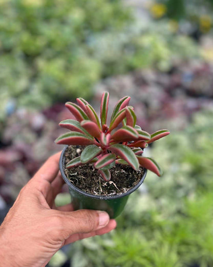 Peperomia Ruby Glow | Buy Online