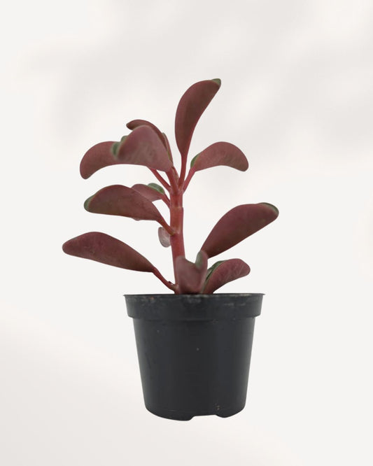 Peperomia Ruby Glow XSmall front view, compact indoor Peperomia plant with vibrant foliage, available online and in store in Richmond Hill GTA