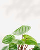 Peperomia Watermelon
