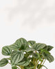 Peperomia Frost