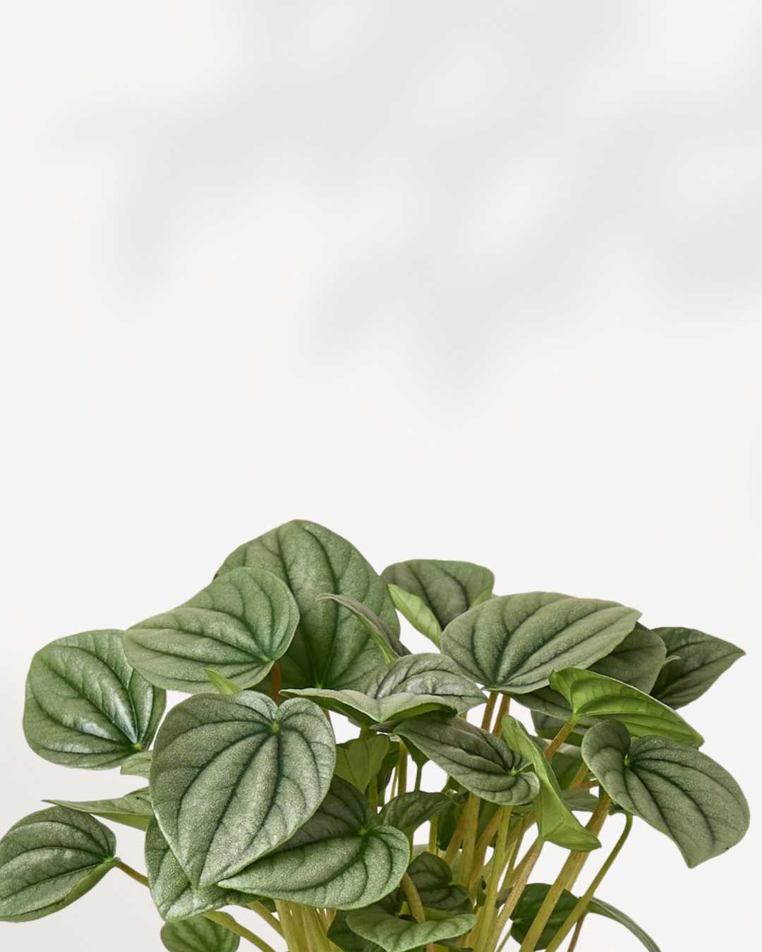 Peperomia Frost | Buy Online