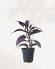 Persian Shield 3.5" Pot - Small
