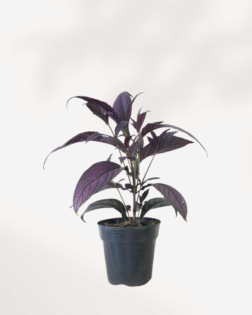 persian shield plant indoors Persian Shield | Buy Online - Striking Purple Foliage for Your Home | Mygreenscape