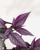 Persian Shield