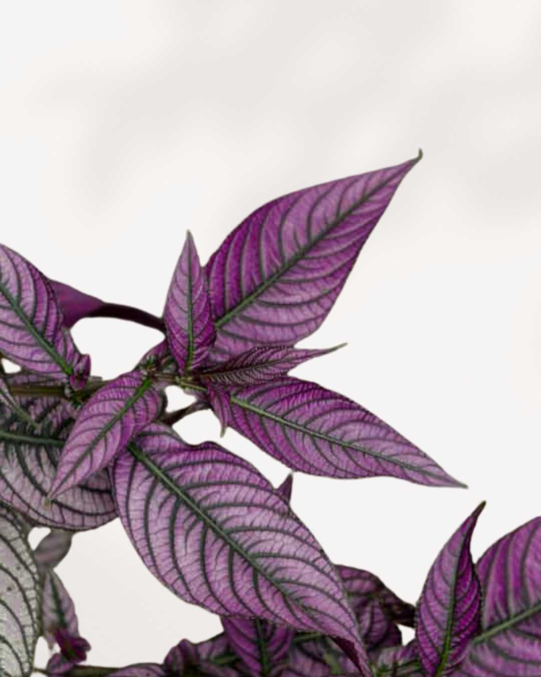 Persian Shield | Buy Online