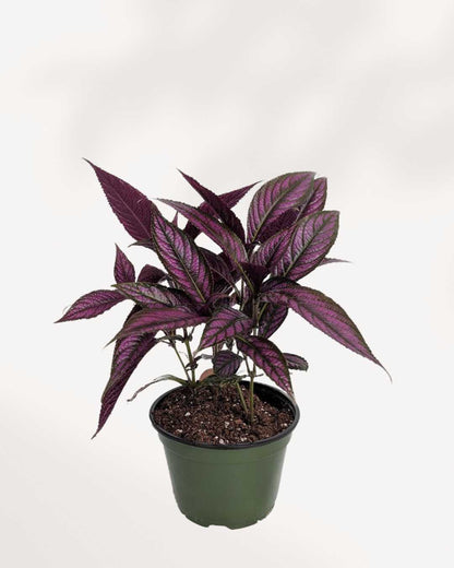 Persian Shield | Buy Online