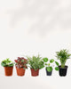 Collection of 3 or five popular, non-toxic plants safe for homes with pets.