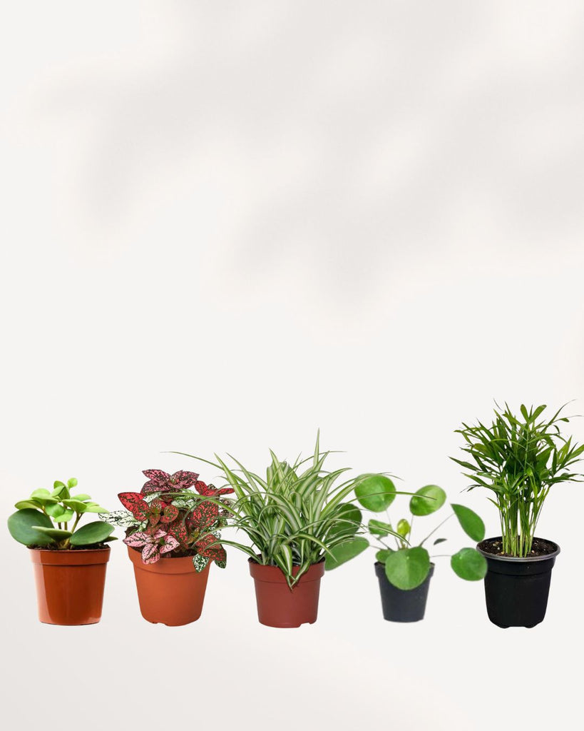 Collection of 3 or five popular, non-toxic plants safe for homes with pets.