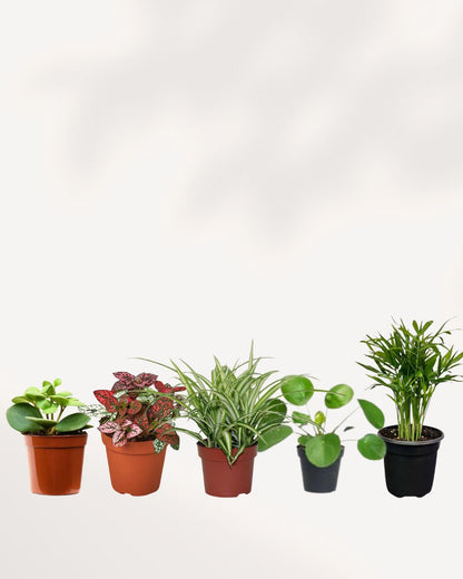 Collection of 3 or five popular, non-toxic plants safe for homes with pets.