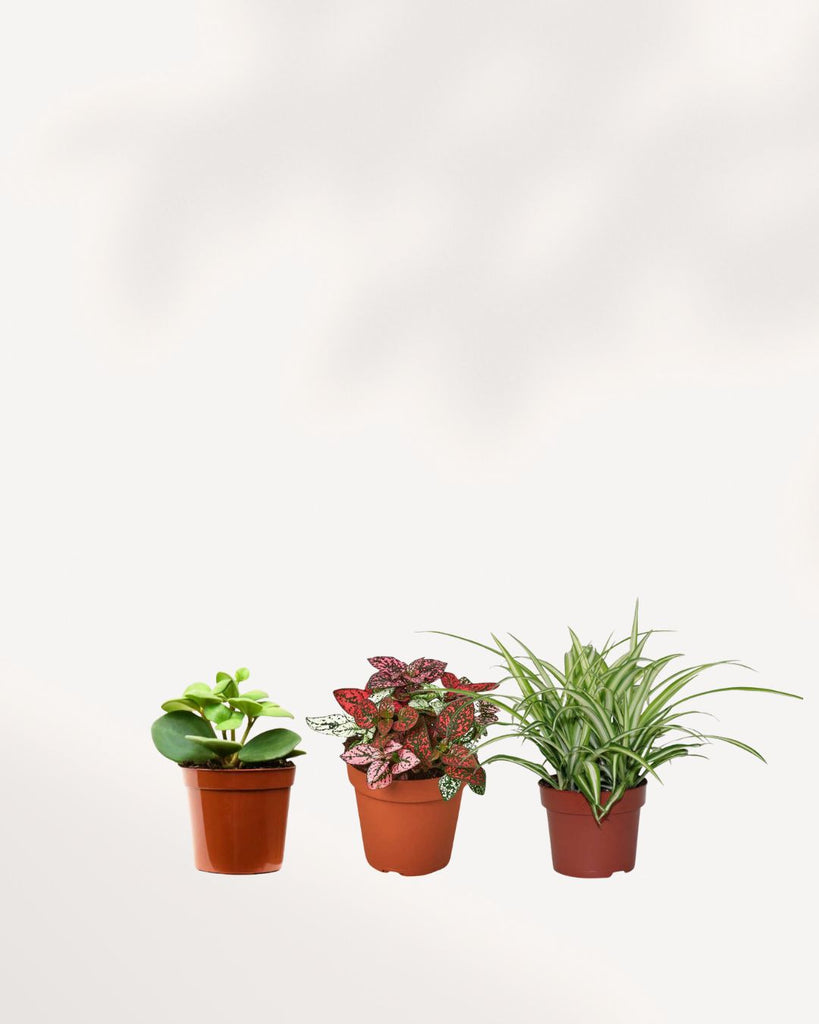 A varied group of five healthy, pet-safe indoor houseplants from the Paws & Plants mystery collection.