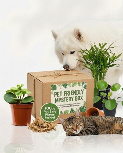 Pet Friendly Mystery Box with Samoyed, Tabby the cat, and guaranteed safe houseplants.