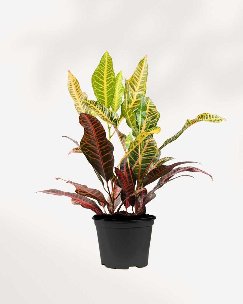 Croton Petra 5" Pot - Medium