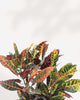 Croton Petra